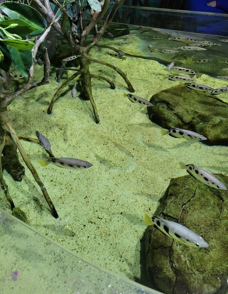 geekikitten star du porno de haute qualité images