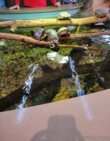 geekikitten sexe star collection