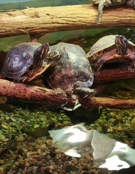 geekikitten étoile sexy image