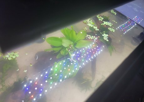 geekikitten jolie actrice collection