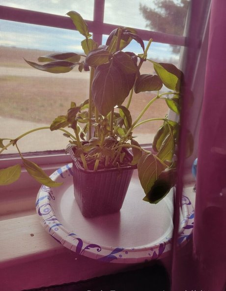 geekikitten modèle chaud img