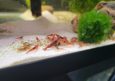 geekikitten art étoile galeries