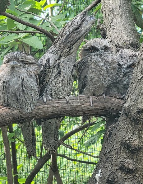 geekikitten sexe star galerie