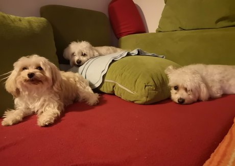 rosszalkodjunk meilleure actrice des photos