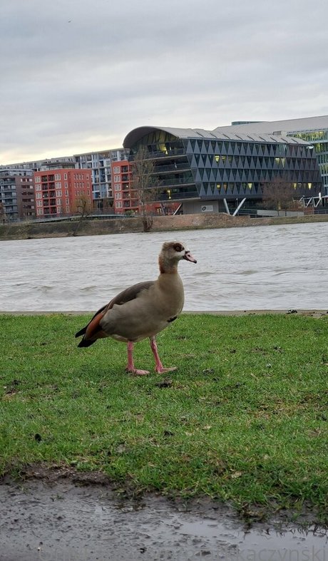 markkaczynski star du porno chaude galerie