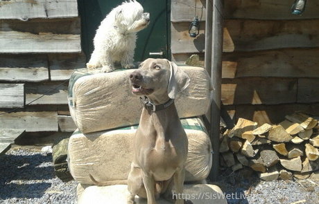 siswetlive star du porno parfaite des photos