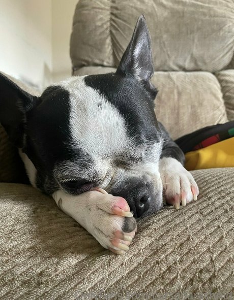 CursedArachnid belle actrice photo