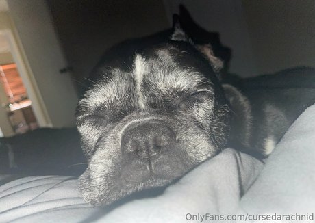 CursedArachnid Profilfoto