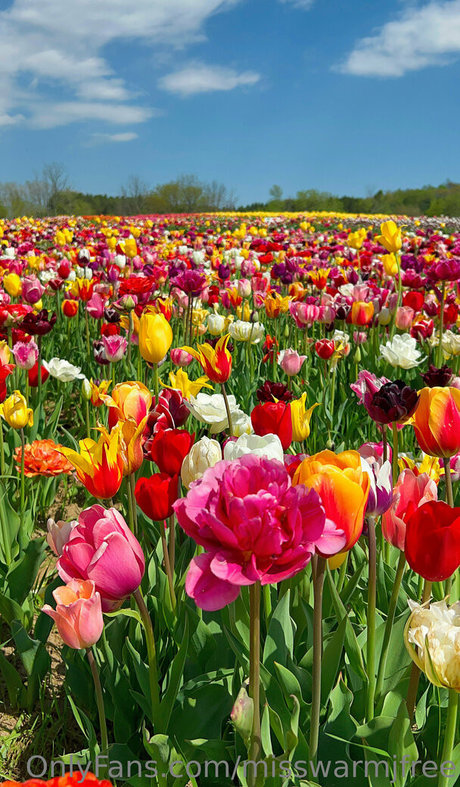 misswarmjfree meilleure étoile collection