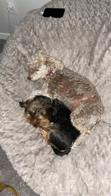 chaton courbé onlyfans exclusif photos