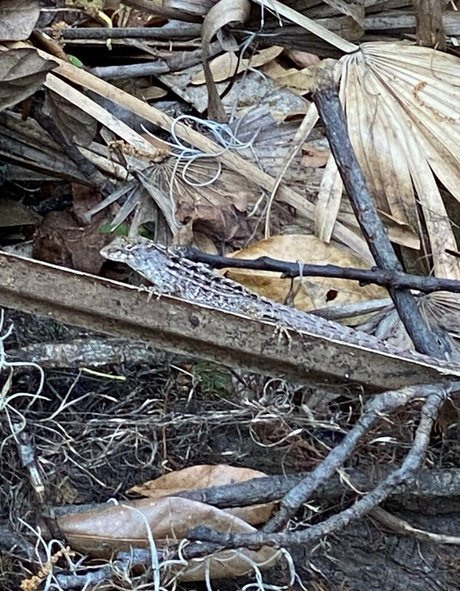 cocovandi top star images