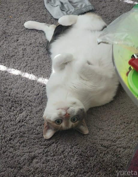 yureta2 modèle meilleur images