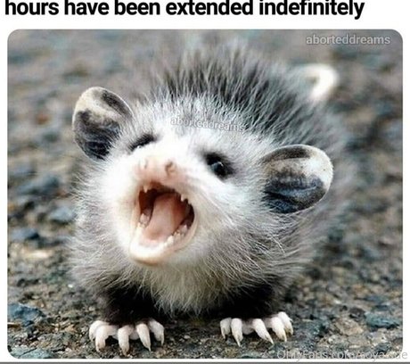 Soyacide xxx star du porno image