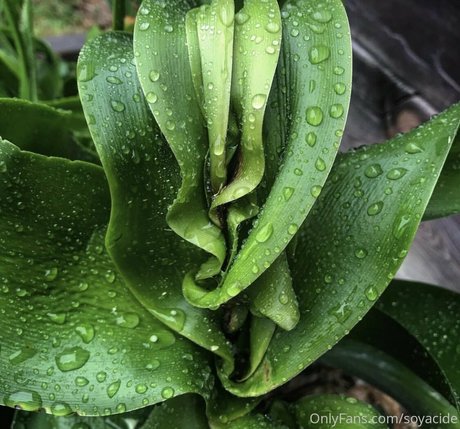 Soyacide étoile nue des photos