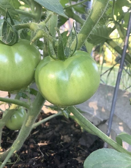 missleanalee Fotoaufnahmen