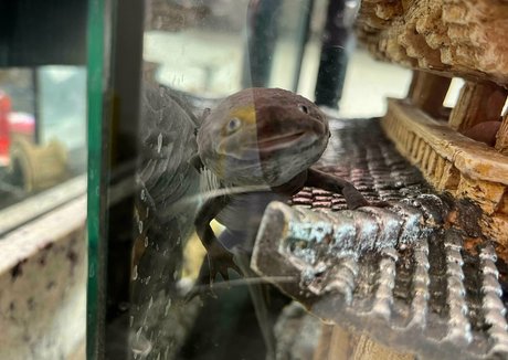 kiyomiii 0 star du porno exclusive des photos