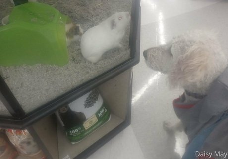 doitwithdaisy star du porno parfaite photo