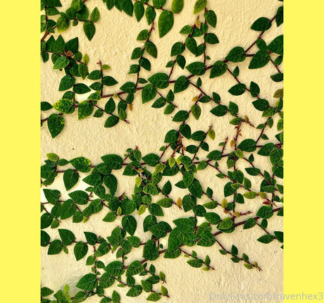 ravenhex3 belle étoile collection