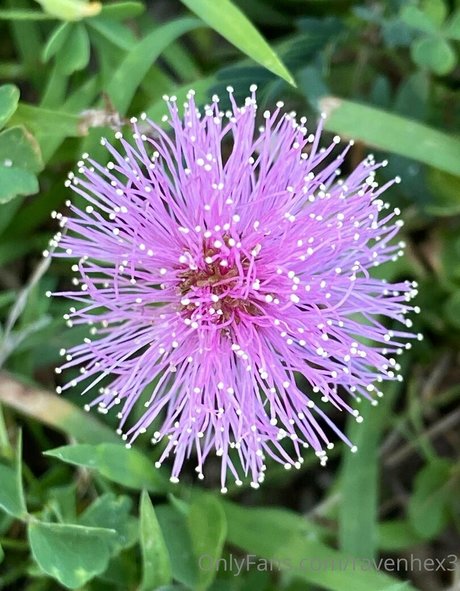 ravenhex3 meilleure actrice image