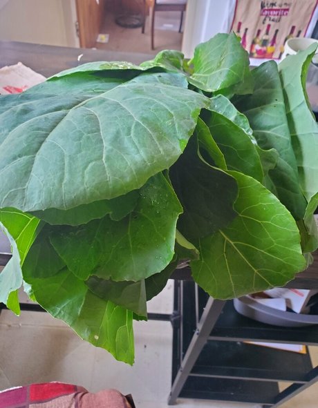 babyruthy jolie actrice galerie