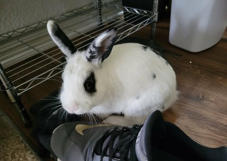 piggynukka haut de star du porno des photos