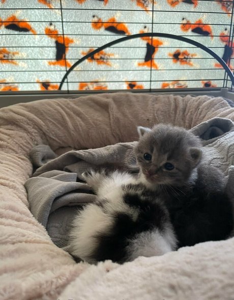 persephonesmuses modèle joli image