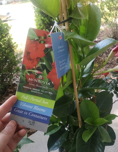 bee88i haut étoile photo