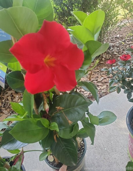 bee88i modèle nu image