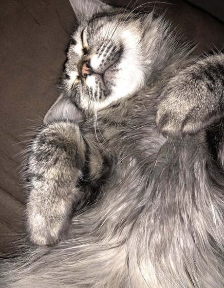 ericalauren étoile de haute qualité galerie