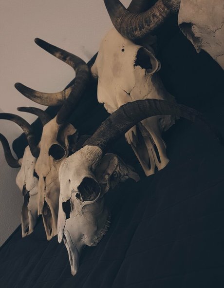 fans asexués uniquement chaud adulte collection