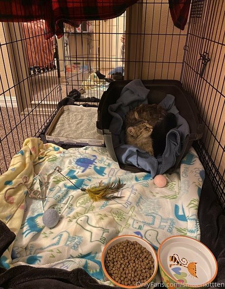 mollymaeve star érotique galeries