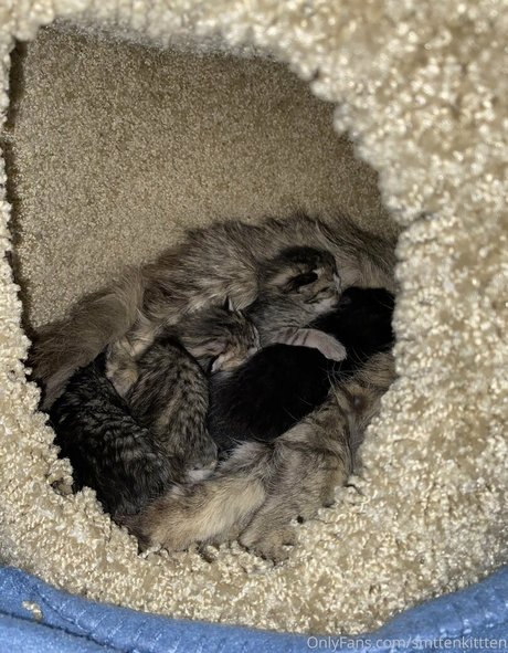 mollymaeve meilleure étoile galeries