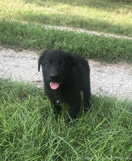 Villainous Coochie star érotique img