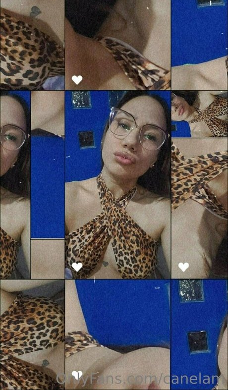 canelam nus star du porno collection