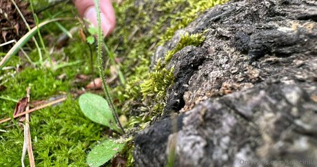 rousse solo onlyfans belle définition photo