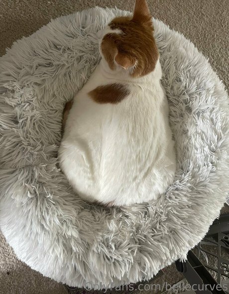 bellecurves star pornographique photos