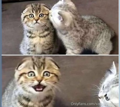 fans de tgirl uniquement haute qualité exclusive img