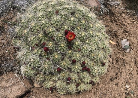 naomiwildman3 modèle chaud galeries