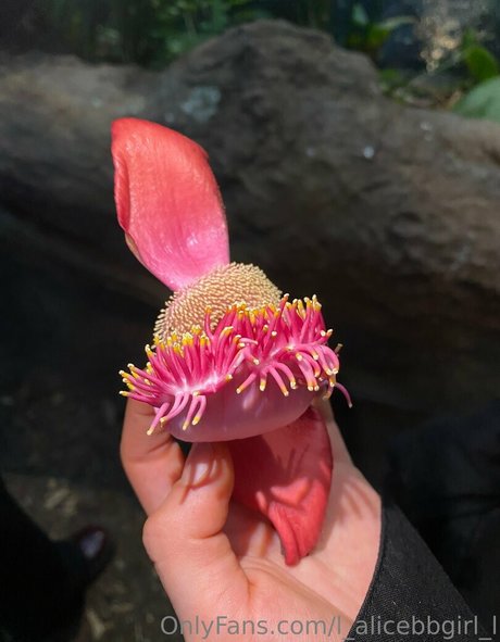 l alicebbgirl l star du porno gratuite images