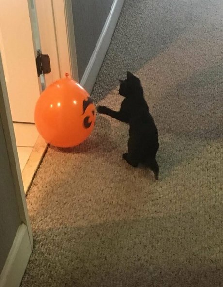 Lovebush1313 modèle images