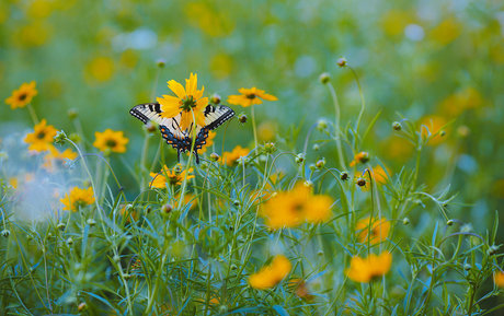 spikezombie haut modèle archive