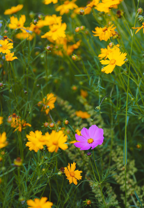 spikezombie étoile magnifique photo