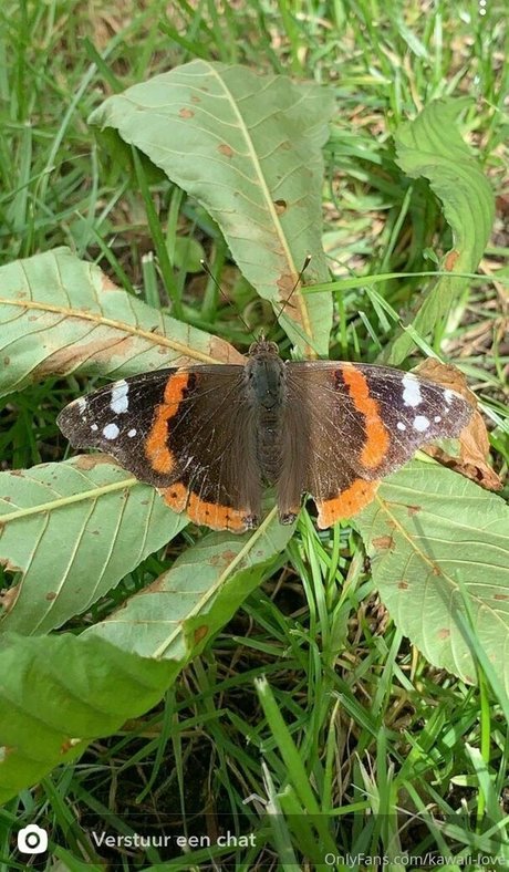 kawaii love modèle meilleur image