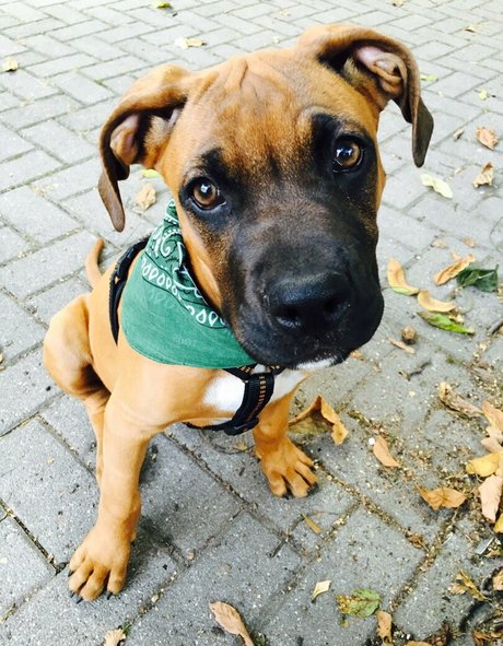 Bibis secrets star du porno adulte archive