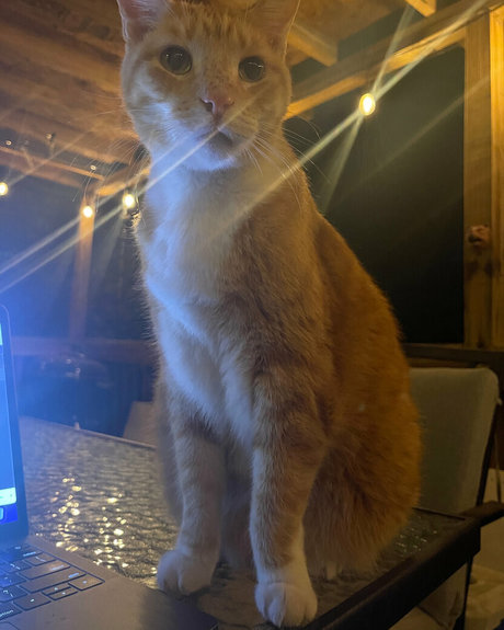 annacarter nyc sexe star du porno des photos