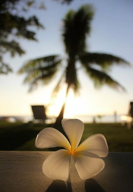 vaniljepus modèle magnifique des photos