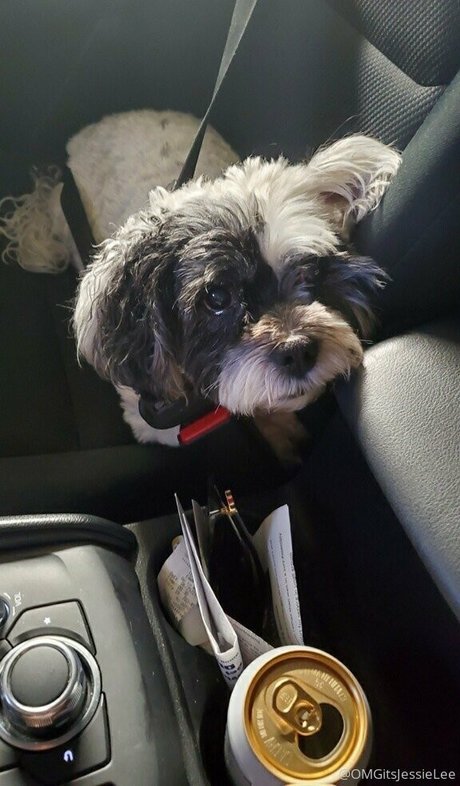 omgitsjessielee étoile magnifique images