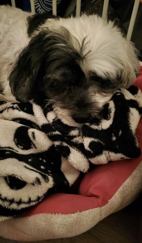 omgitsjessielee jolie star du porno galerie