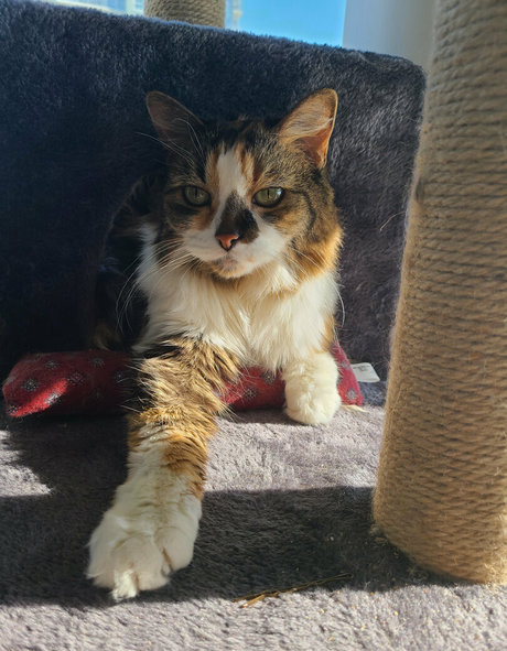 snoot étoile nue images