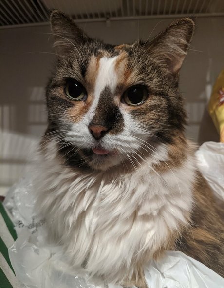 fans de nains à gros seins uniquement haute définition érotique des photos